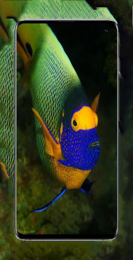 Fish Wallpaper HD-4K Screen 3