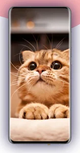 Cute Cat Video Wallpaper