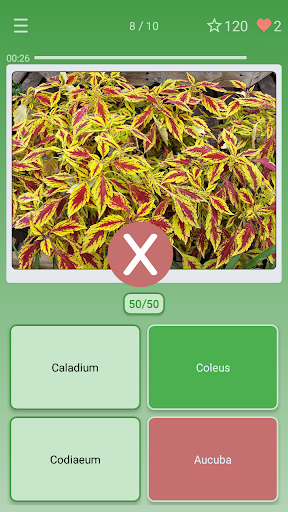 Quiz: Flowers, Plants Screen 3