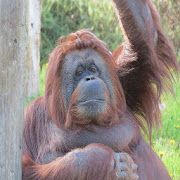 Top 15 Music & Audio Apps Like Orangutan Sound - Best Alternatives
