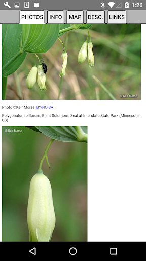 Illinois Wildflowers Screen 3