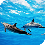 Cover Image of Download Dolphins Live Wallpaper  APK