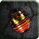 Roach Rage HD Free icon