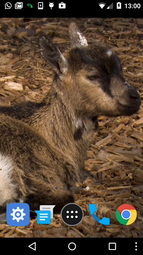 baby goat wallpaper Screen 2