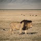 Lion Wallpapers HD Download on Windows