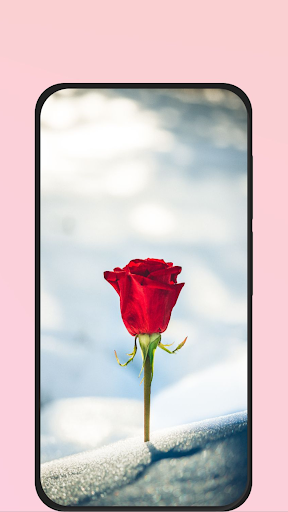 rose images hd Screen 3