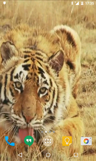 Android application Tiger Live Wallpaper screenshort