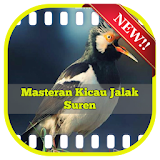 Masteran Kicau Jalak Suren icon