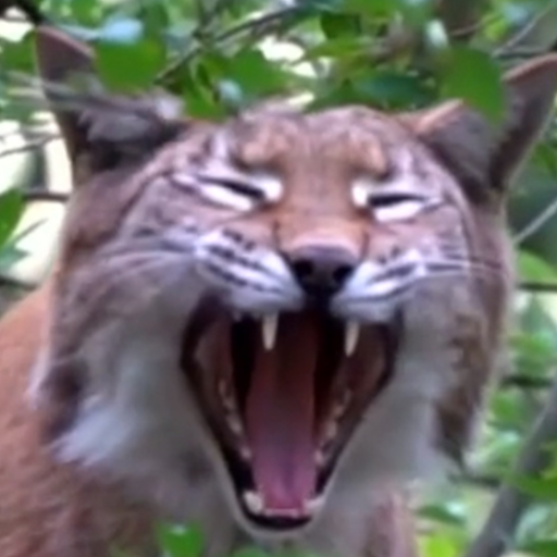 lynx wallpaper logo