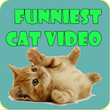 Funniest cat video icon