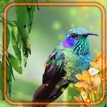 Cover Image of Herunterladen Tropical Forest Hummingbirds  APK