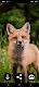 screenshot of Fox Wallpapers