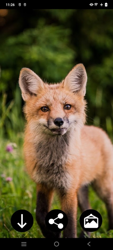 #7. Fox Wallpapers (Android) Podle: Infinity
