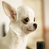 Latest Cutest Dogs icon