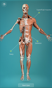 3D Human Anatomy Quiz