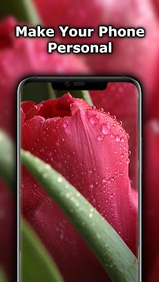 ピンクの花の壁紙 Androidアプリ Applion