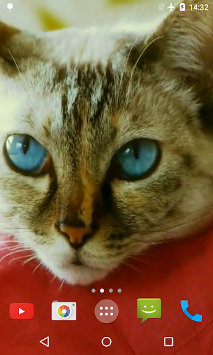 Pussycat Video Live Wallpaper Screen 3