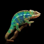 Cover Image of Tải xuống Chameleon Wallpapers  APK