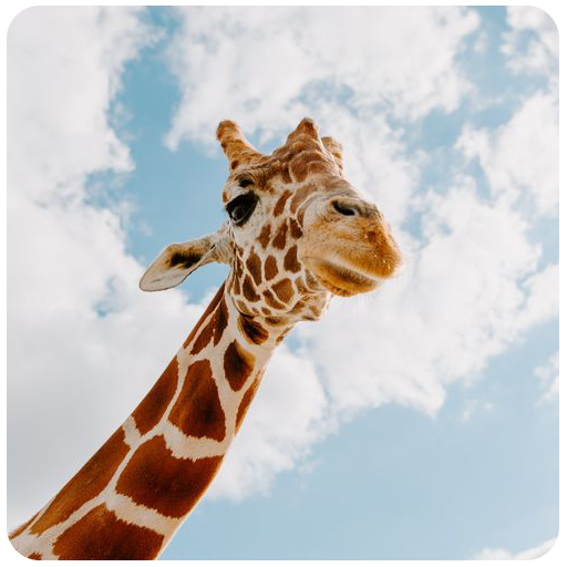 Cute Animal Wallpapers