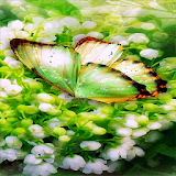 Green Butterfly Live Wallpaper icon