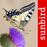 Cover Image of Download Butterfly Id - British Isles  APK