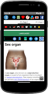 Sex Organ Anatomy
