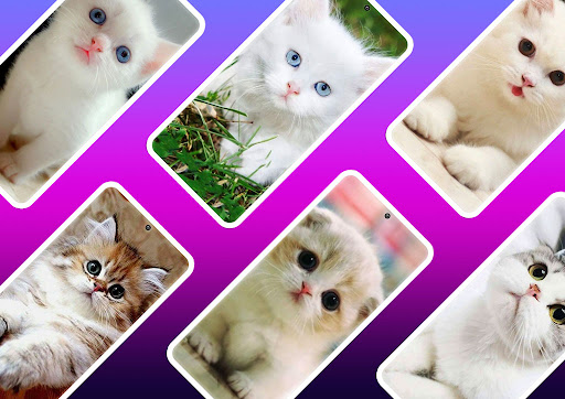 Cute Cat Wallpaper Screen 3