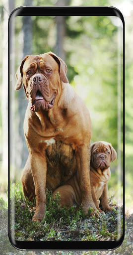 Pitbull Wallpaper Dog Backgro