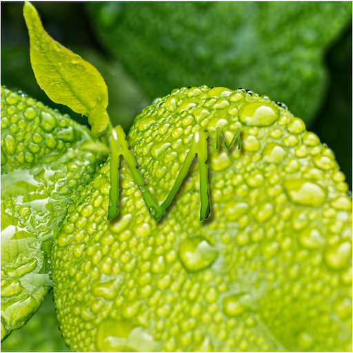 Mind & Meditation logo