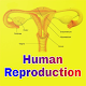 Human Reproduction دانلود در ویندوز