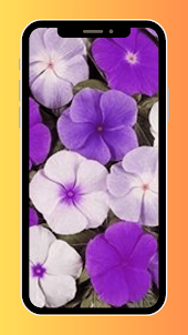 Vinca Flower Wallpaper HD