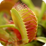 Venus Fly trap Pack 2 LWP icon