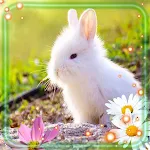 Cover Image of ดาวน์โหลด Bunny Fluffy Live Wallpaper  APK