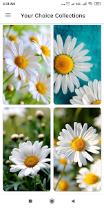 Daisy Flower Wallpaper