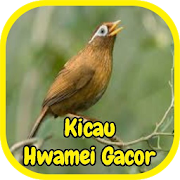 Suara Hwamei Gacor  Icon