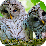 Cover Image of Download Owl Wallpaper: backgrounds hd 4.0 APK