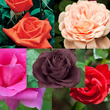 types of roses beautiful icon