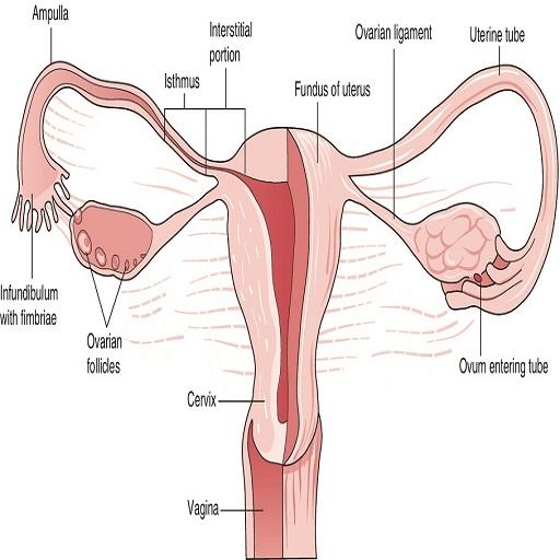 AZ Gynecology Ultrasound Guide logo