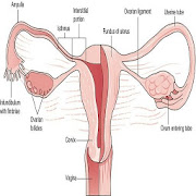 A-Z Gynecology Ultrasound Guide