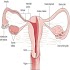 AZ Gynecology Ultrasound Guide