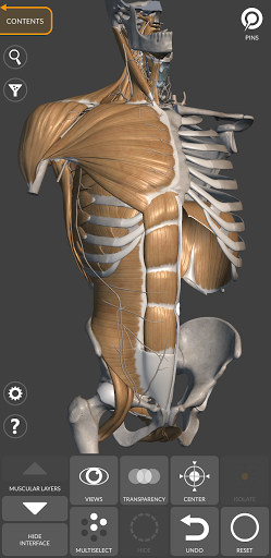 Screenshot of 3D Anatomy for the Artist