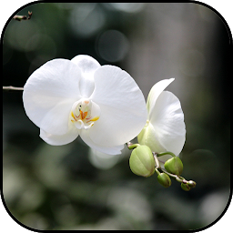Значок приложения "Тропические орхидеи обои и фон"