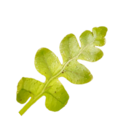 Sant Sadurn&igrave; de ​​Llord&agrave;