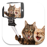 Funny Cat Live Wallpapers icon