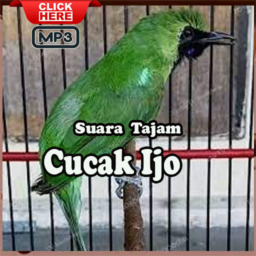 Masteran Cucak Ijo Gacor Isian