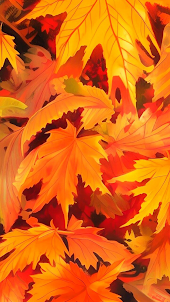 Autumn (Fall) HD Wallpapers