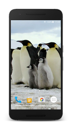 Penguins Video Live Wallpaper Screen 2