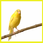 Cover Image of Download canary bird 1.1 APK