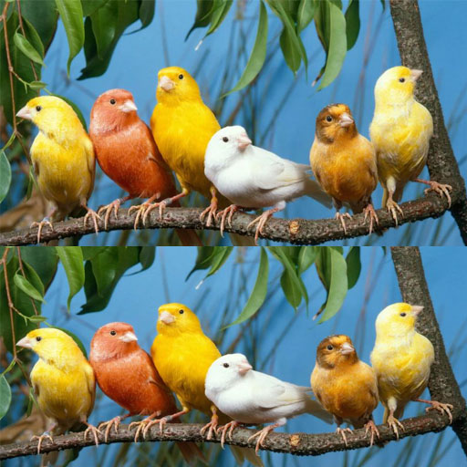 suara burung kenari mp3 Apps on Google Play