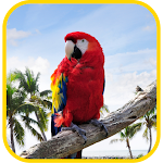 Cover Image of ダウンロード Parrot Wallpaper  APK